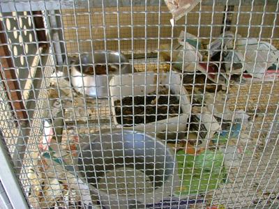 זוהמת כלובי חתולים, גלבוע, 2005/2006