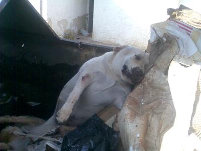 כלבים מתים בפח האשפה, חדרה 2007