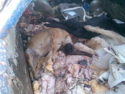 כלבים מתים בפח האשפה, חדרה 2007