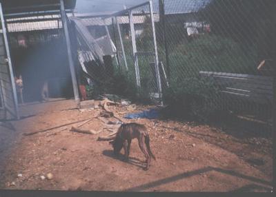 כלבים רעבים, נהריה 1998