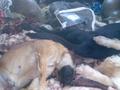 כלבים מתים בפח אשפה, חדרה 2007