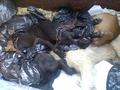 כלבים מתים בפח אשפה, חדרה 2007